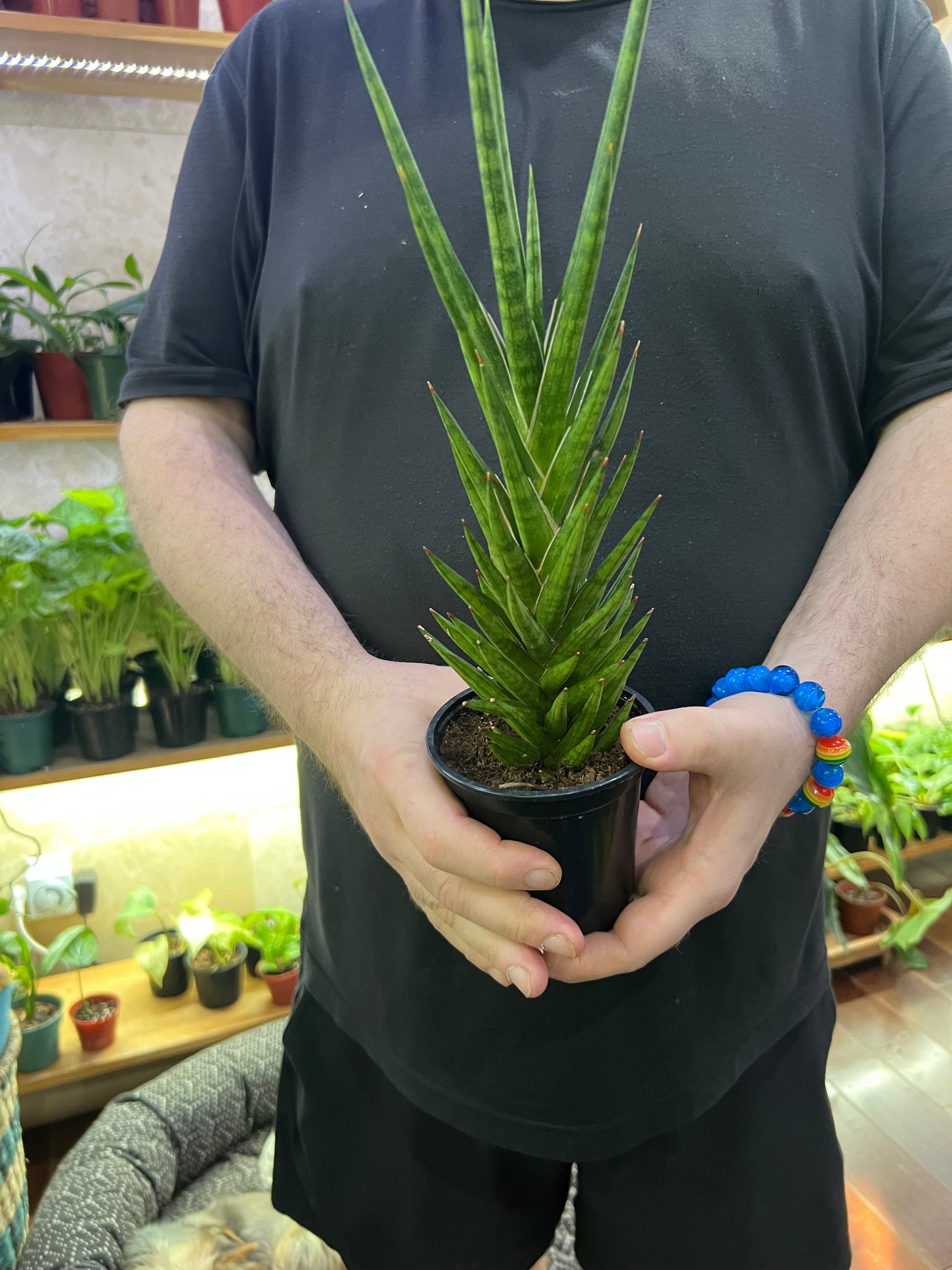 sansevieria francisii spiky Sansevieria Francisii Care
