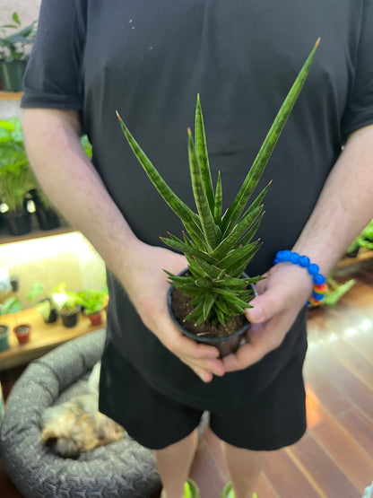 Sansevieria Francisii