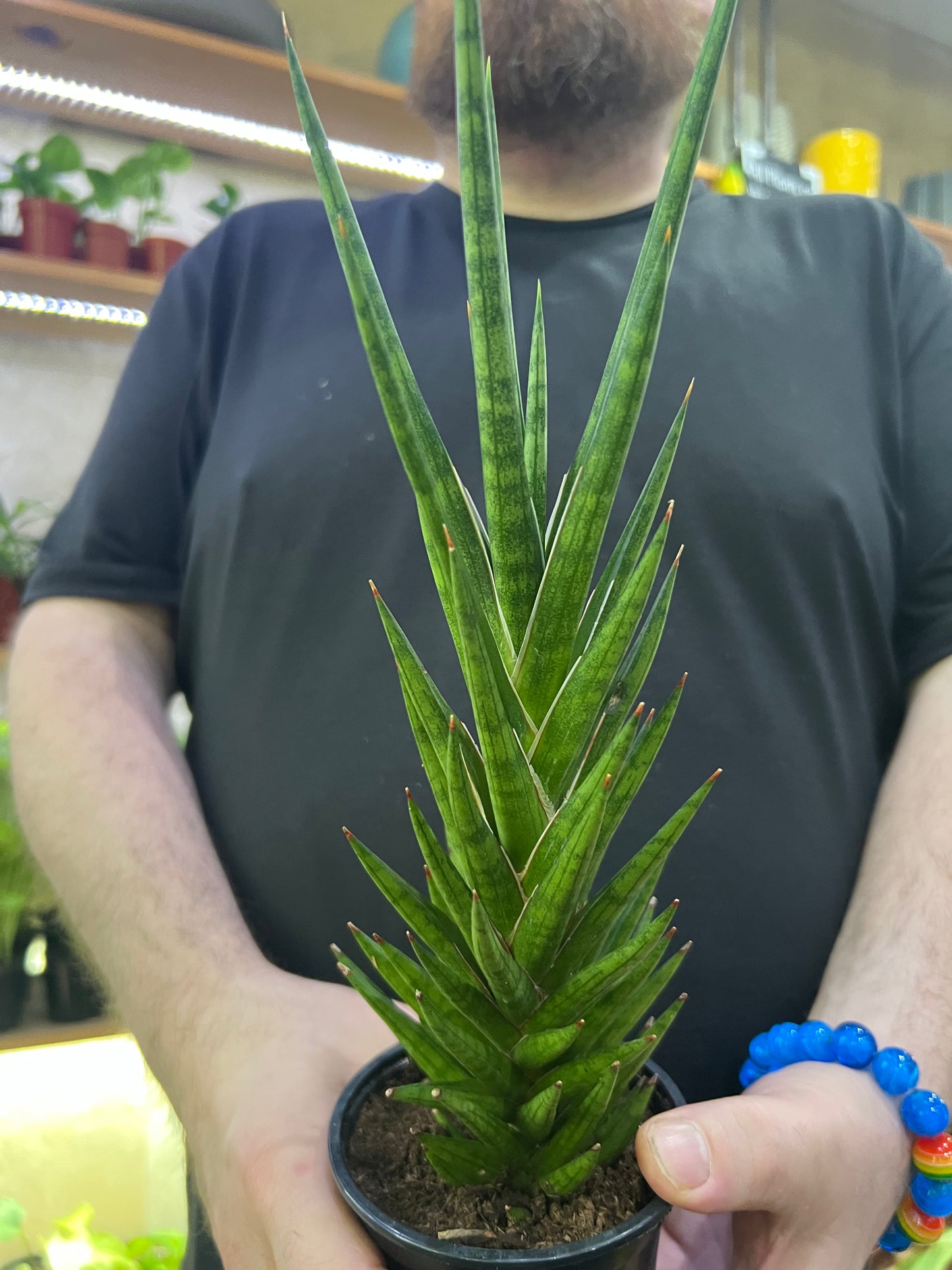 Sansevieria Francisii
