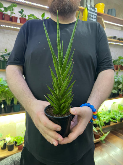 Sansevieria Francisii