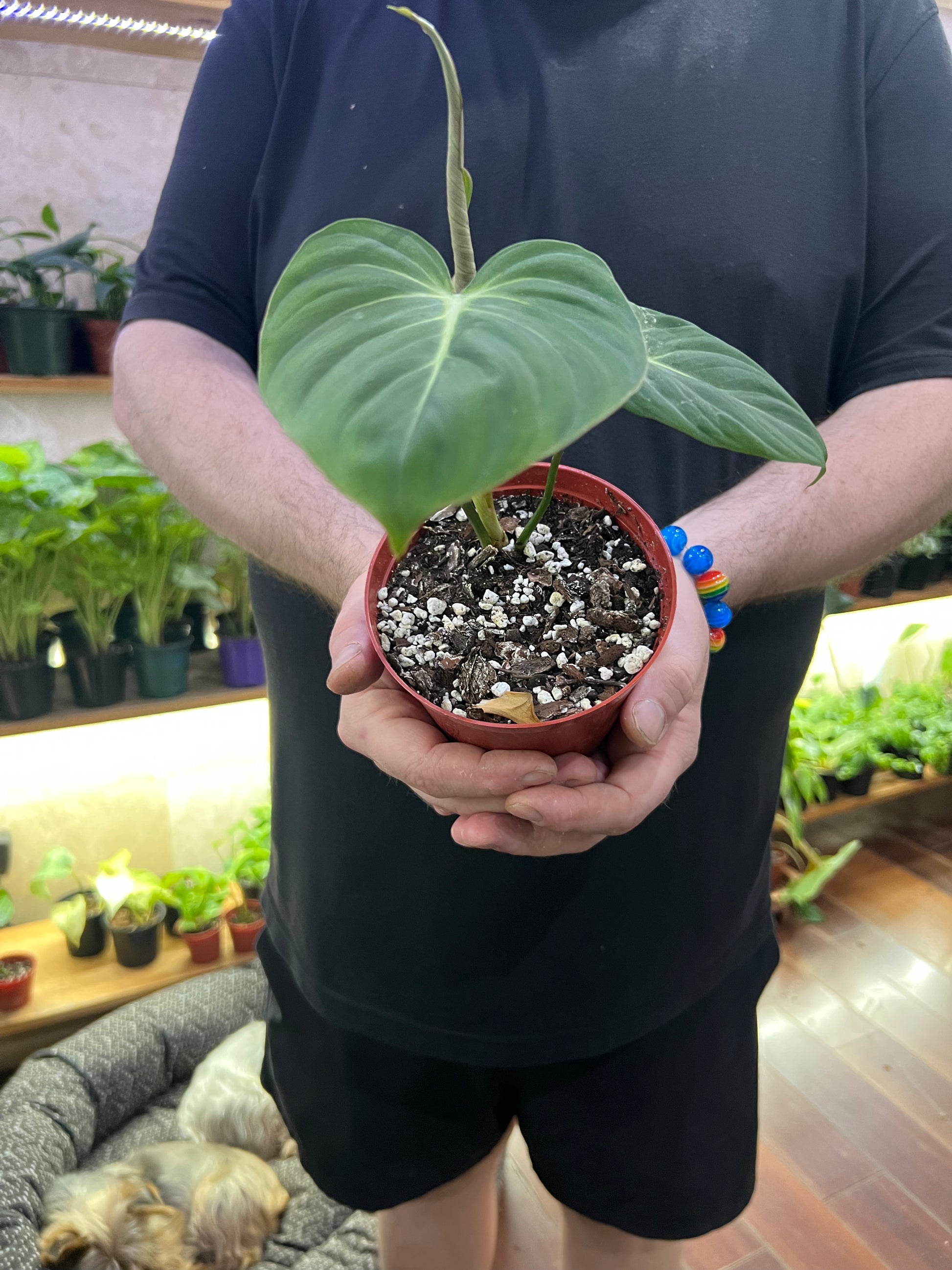 philodendron gloriosum large Philodendron Gloriosum Care Tips and Light Requirements – Gold Leaf Botanicals