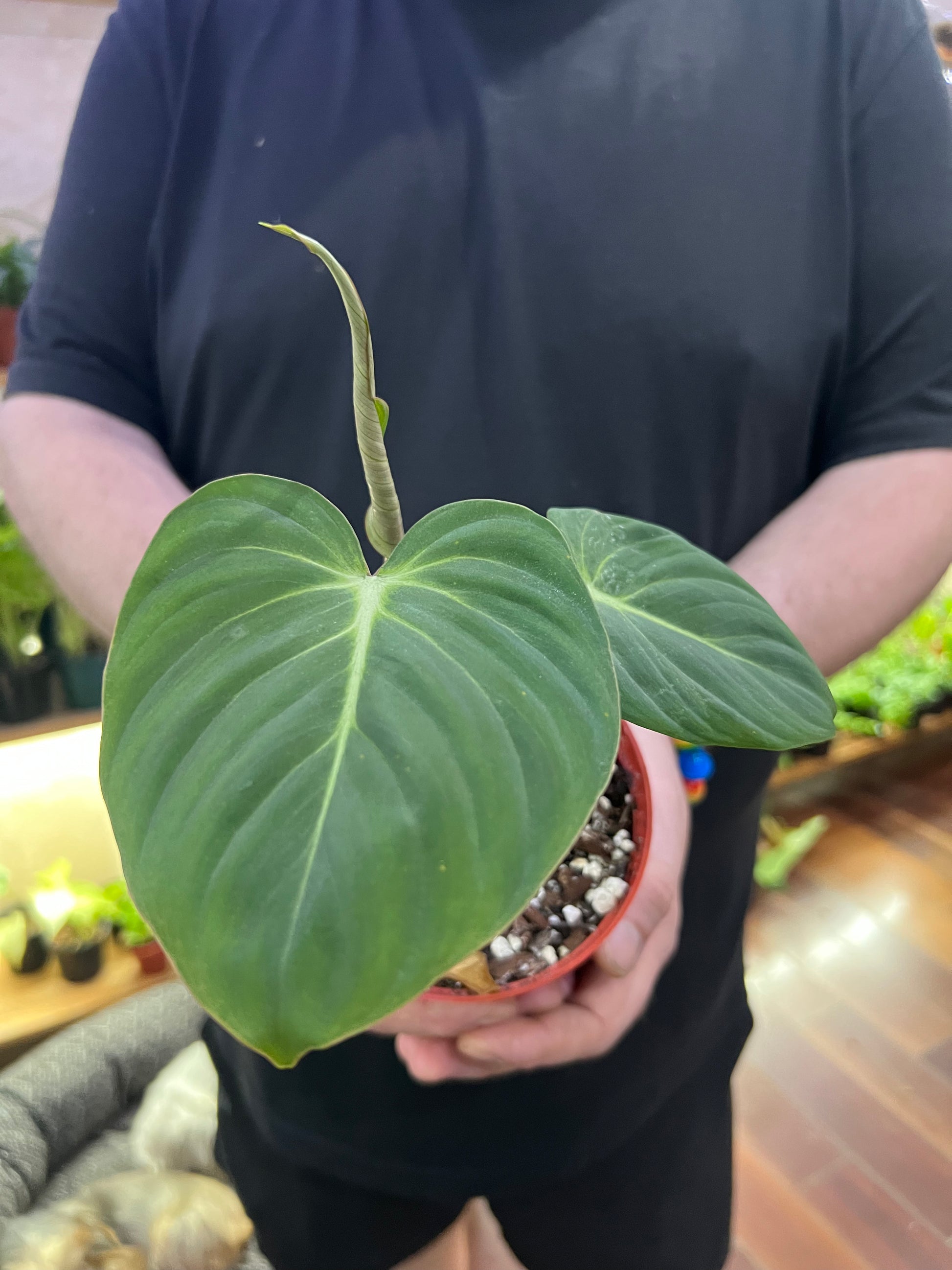 philodendron gloriosum leaf size Philodendron Gloriosum Care Tips and Light Requirements – Gold Leaf Botanicals