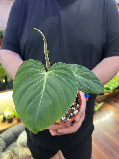 Philodendron Gloriosum