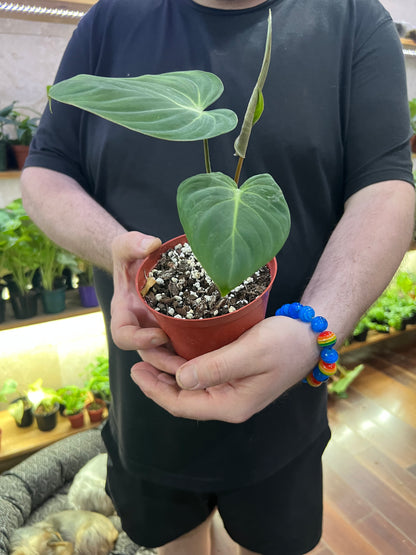 Philodendron Gloriosum