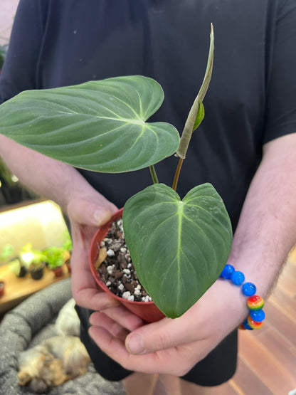 Philodendron Gloriosum