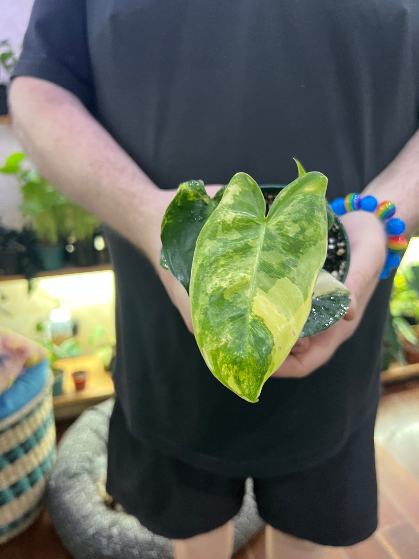 Philodendron Burle Marx variegated