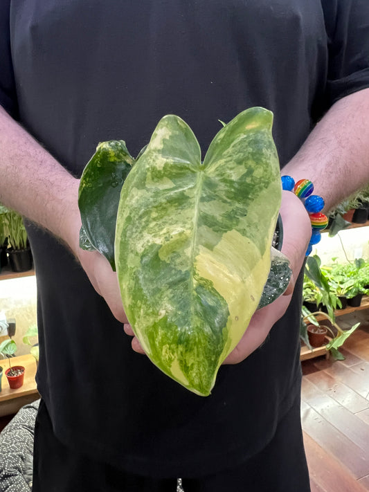 Philodendron Burle Marx variegated
