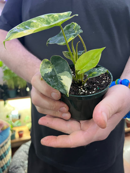 Philodendron Burle Marx variegated