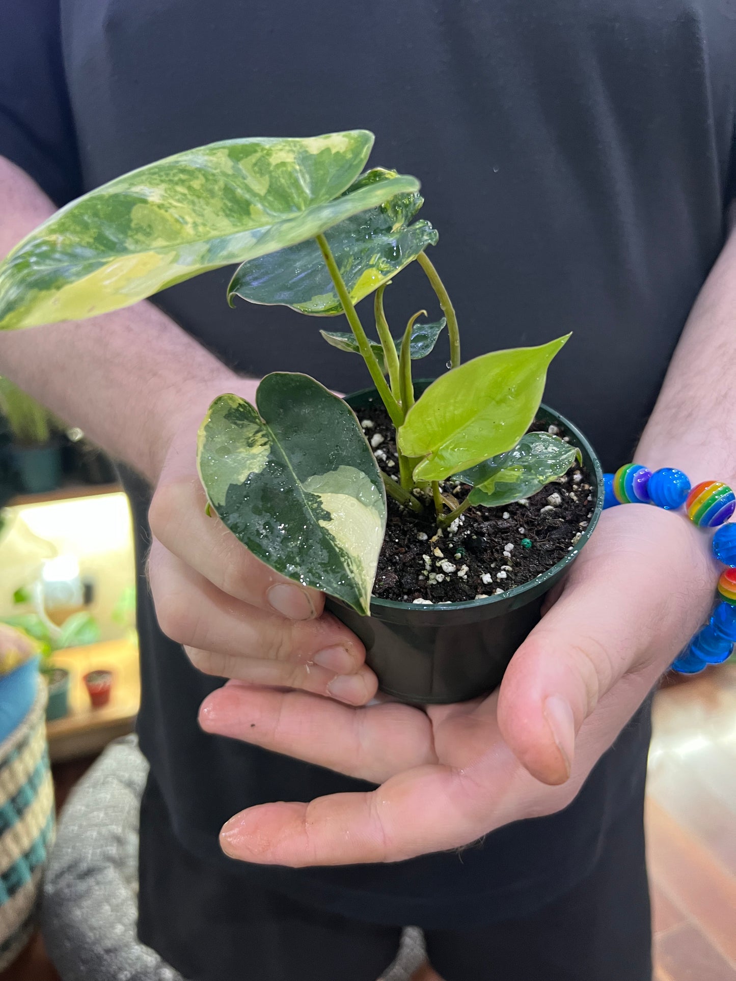 Philodendron Burle Marx variegated