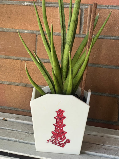 sansevieria gracilis Sansevieria "Silver Nymph" Snake Care