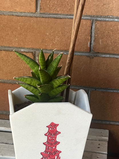 Sansevieria Samurai in Chinese Food Takeout container 🥡