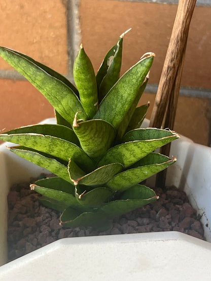 Sansevieria Samurai in Chinese Food Takeout container 🥡