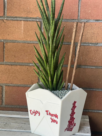 Sansevieria Francisii Spiky in resin Chinese Food takeout container 🥡
