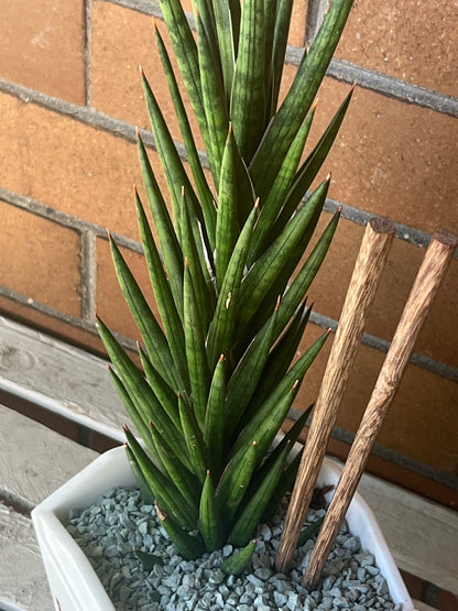 Sansevieria Francisii Spiky in resin Chinese Food takeout container 🥡