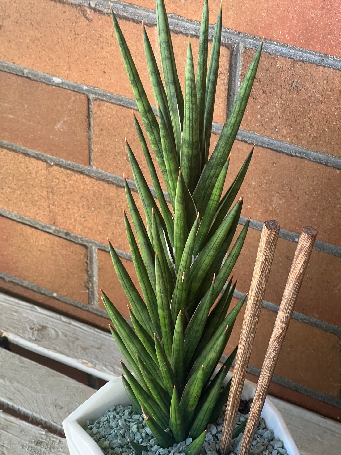 Sansevieria Francisii Spiky in resin Chinese Food takeout container 🥡