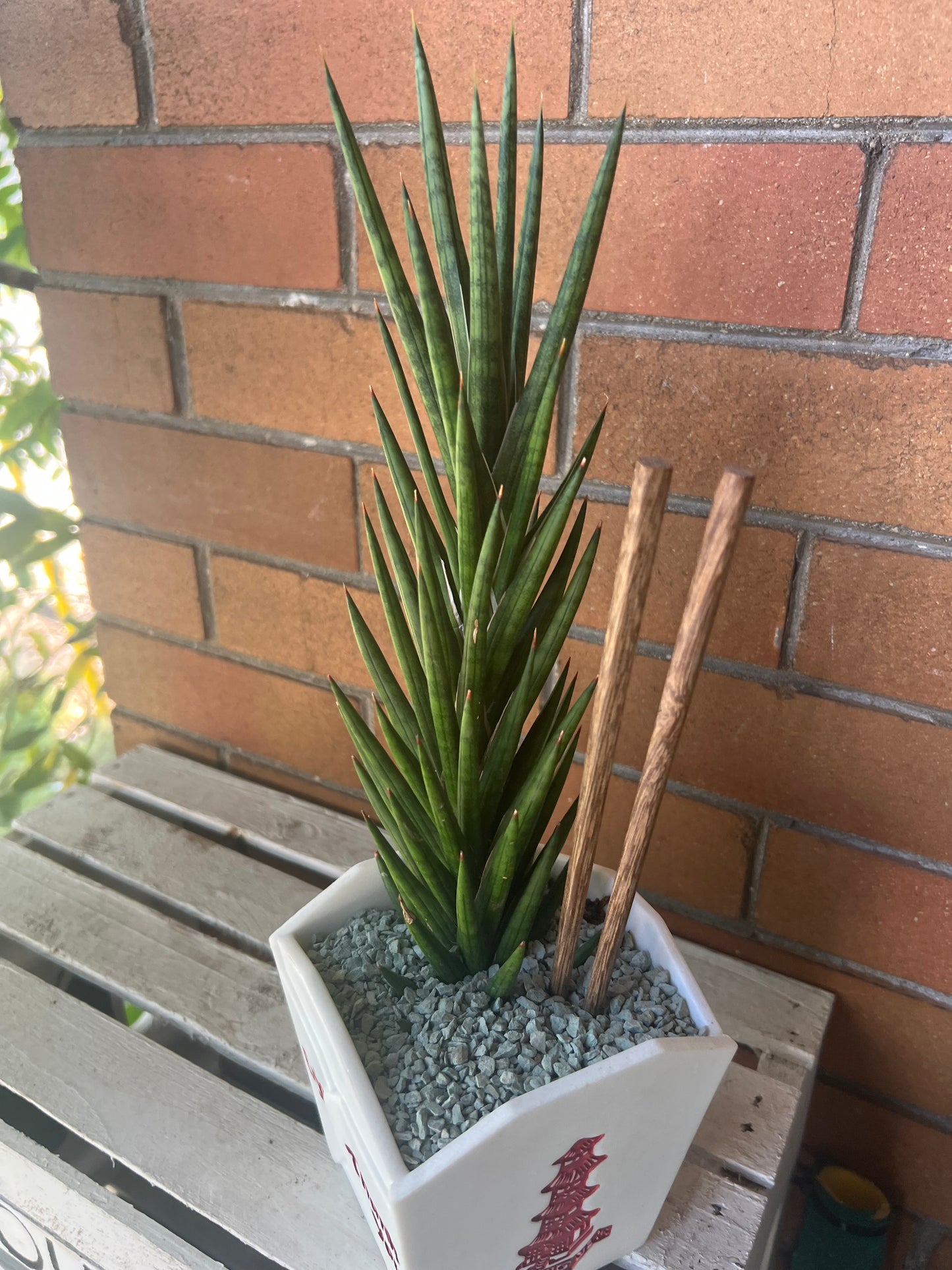 Sansevieria Francisii Spiky in resin Chinese Food takeout container 🥡