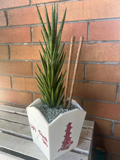 Sansevieria Francisii Spiky in resin Chinese Food takeout container 🥡