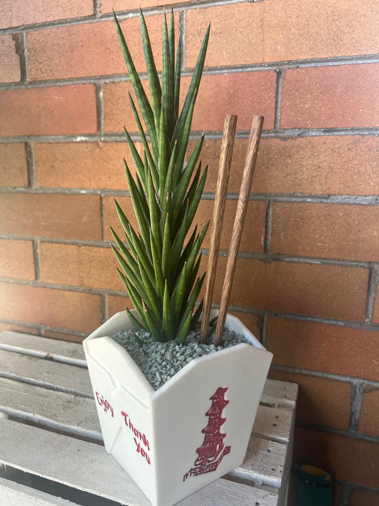 Sansevieria Francisii Spiky in resin Chinese Food takeout container 🥡