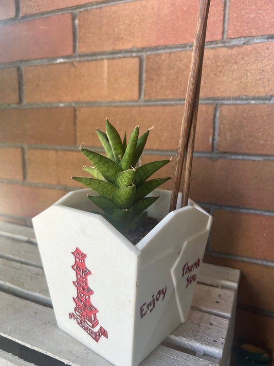 Sansevieria Samurai in Chinese Food Takeout container 🥡