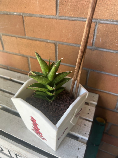 Sansevieria Samurai in Chinese Food Takeout container 🥡