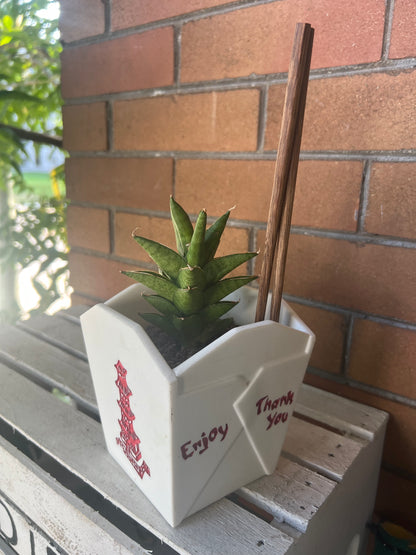 Sansevieria Samurai in Chinese Food Takeout container 🥡