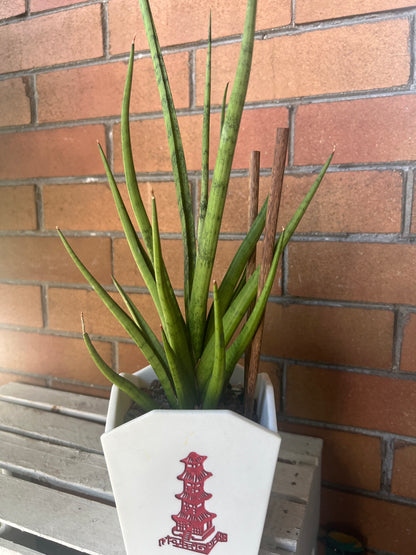 Sansevieria Tom Gracilis in resin Chinese Food Takeout container 🥡