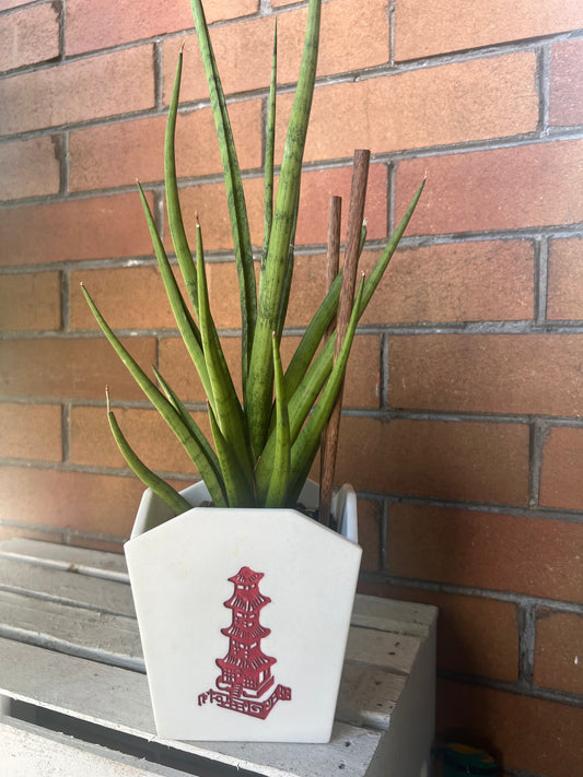 Sansevieria Tom Gracilis in resin Chinese Food Takeout container 🥡