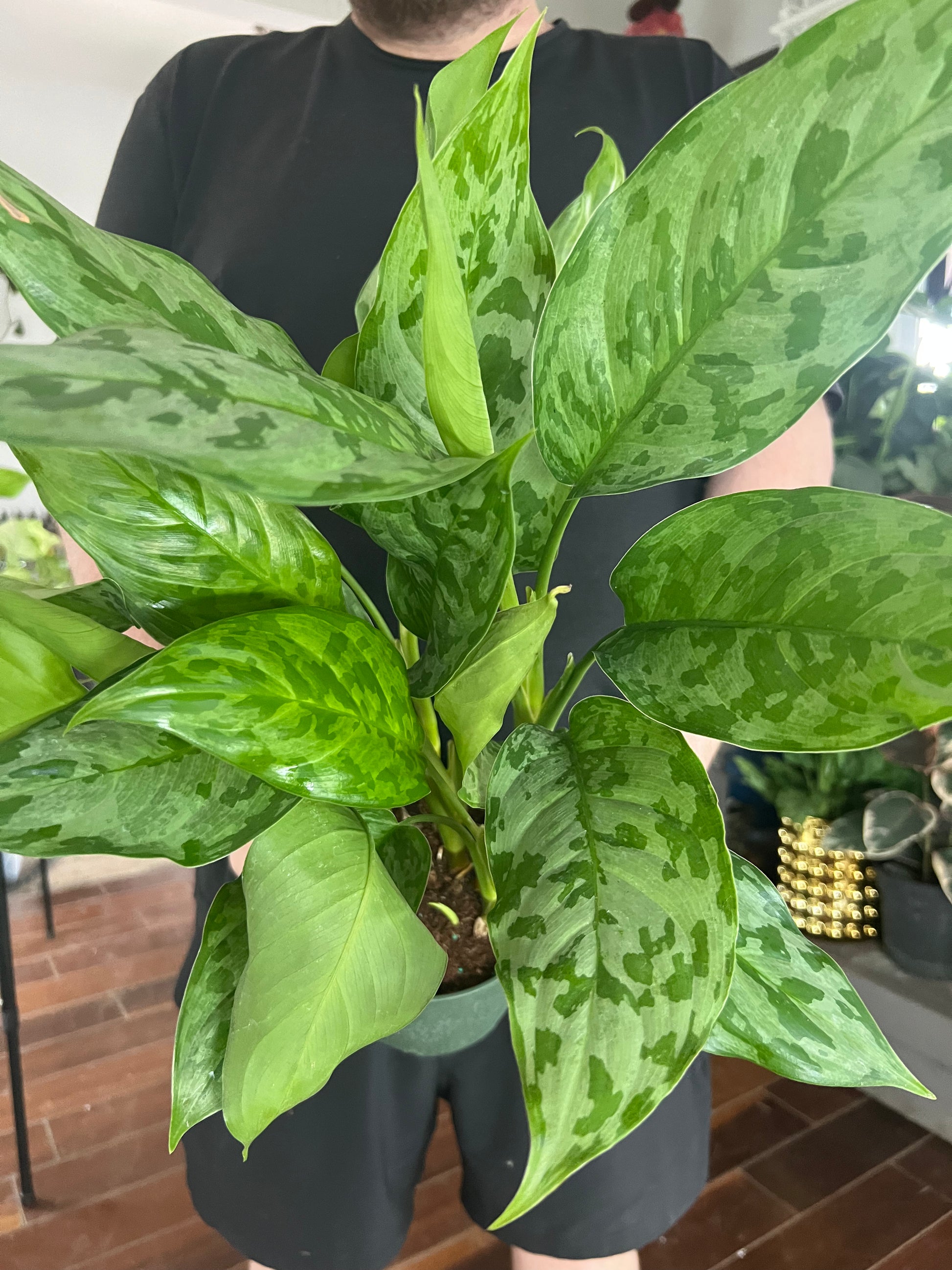 aglaonema army suroso Aglaonema Romeo Care