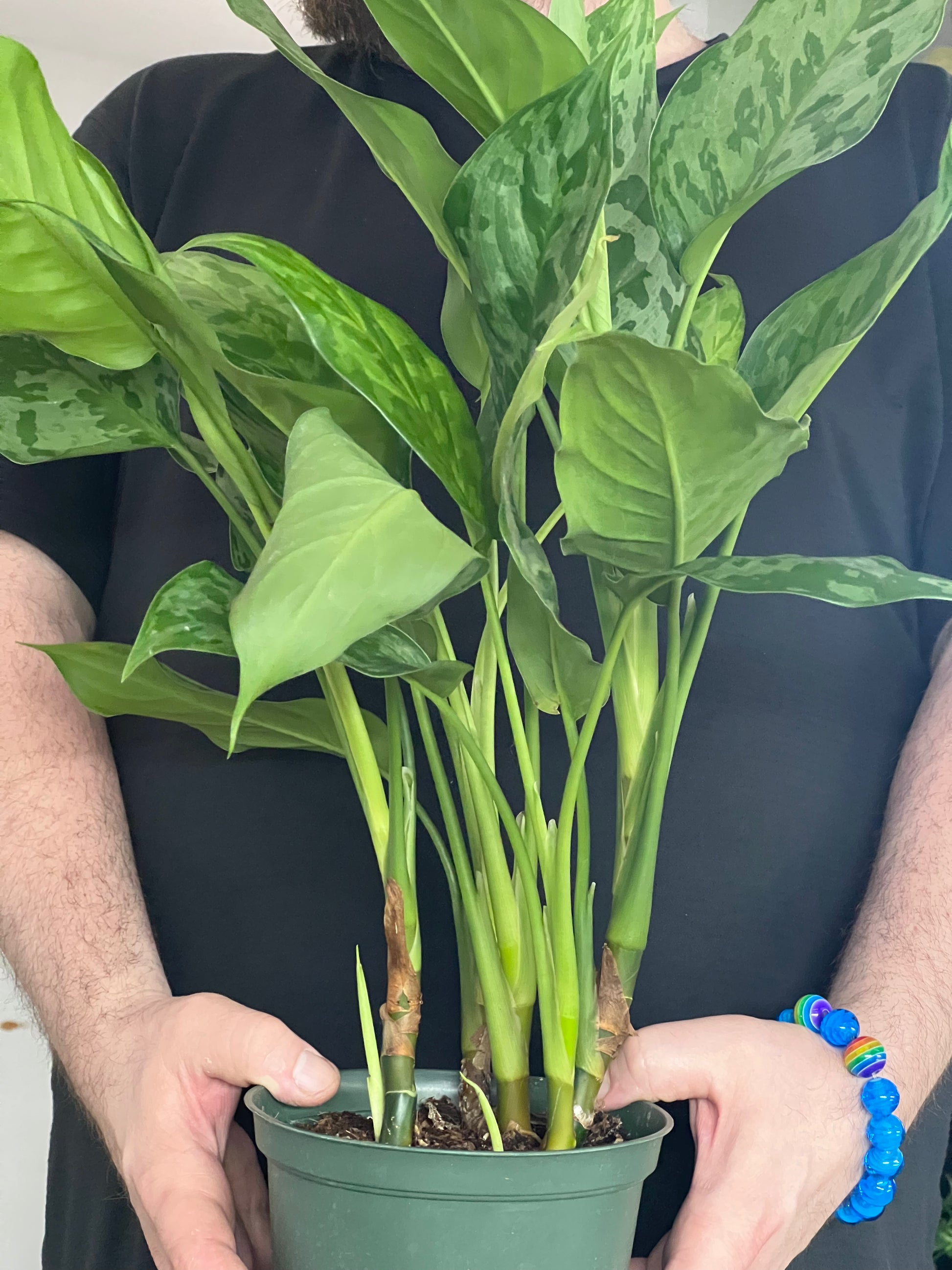 aglaonema romeo Aglaonema Romeo Care