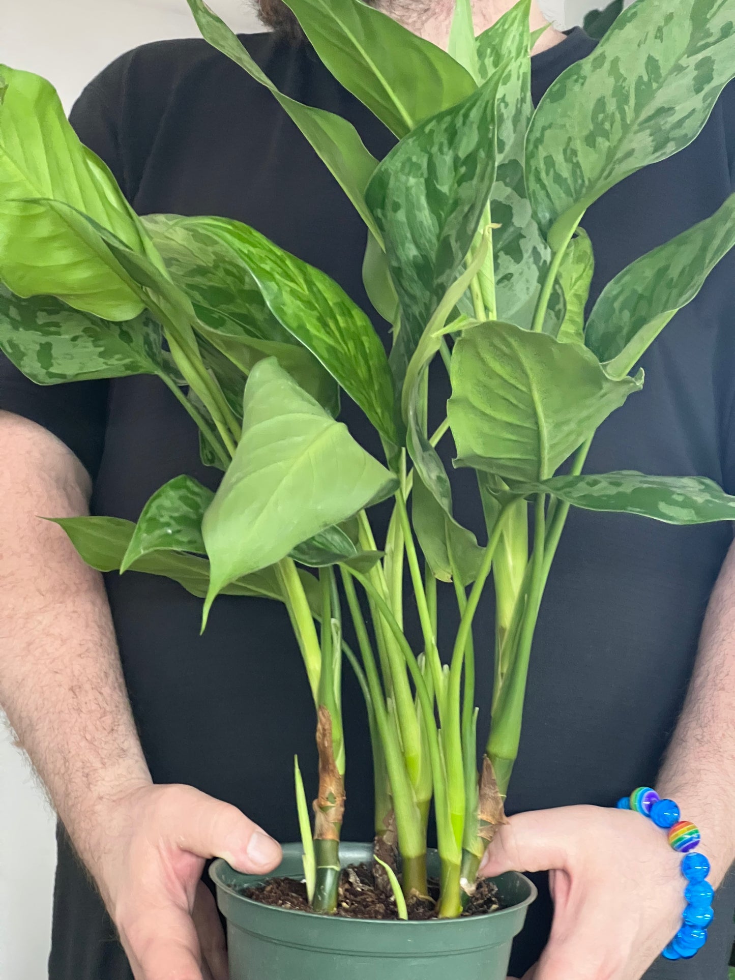 Aglaonema Army