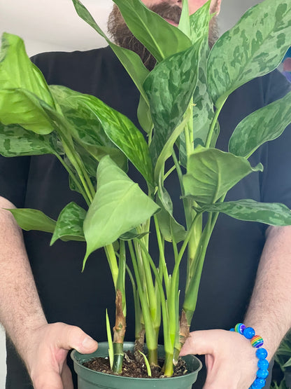 Aglaonema Army