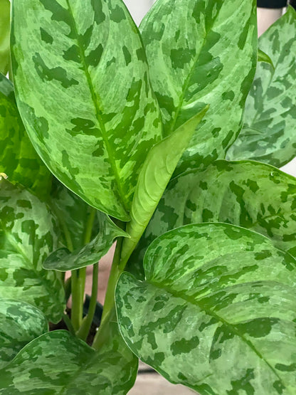 Aglaonema Army