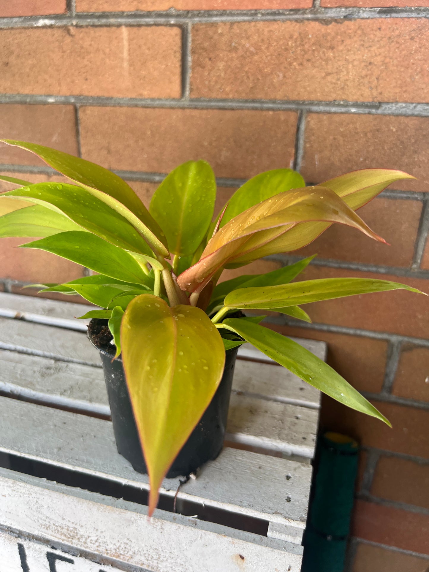 Philodendron Tangerine
