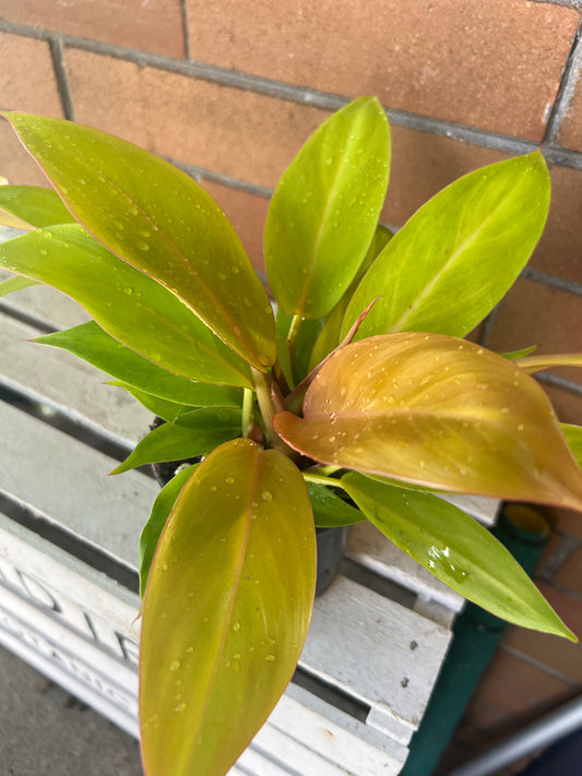 Philodendron Tangerine