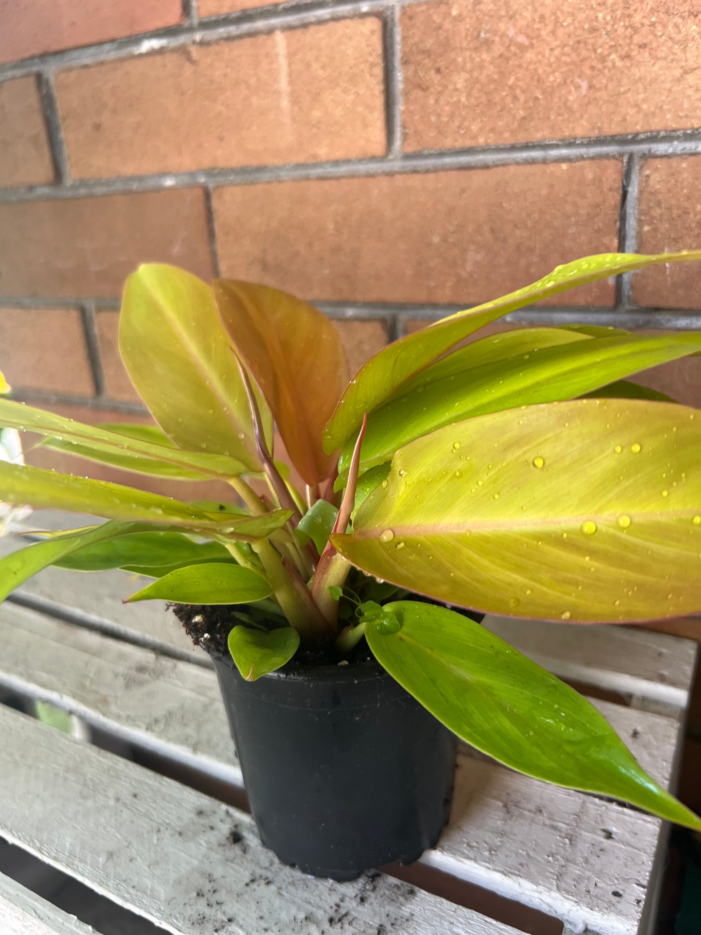 Philodendron Tangerine