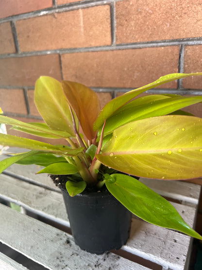 Philodendron Tangerine
