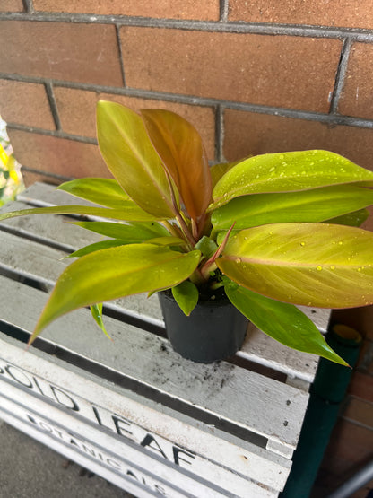 Philodendron Tangerine