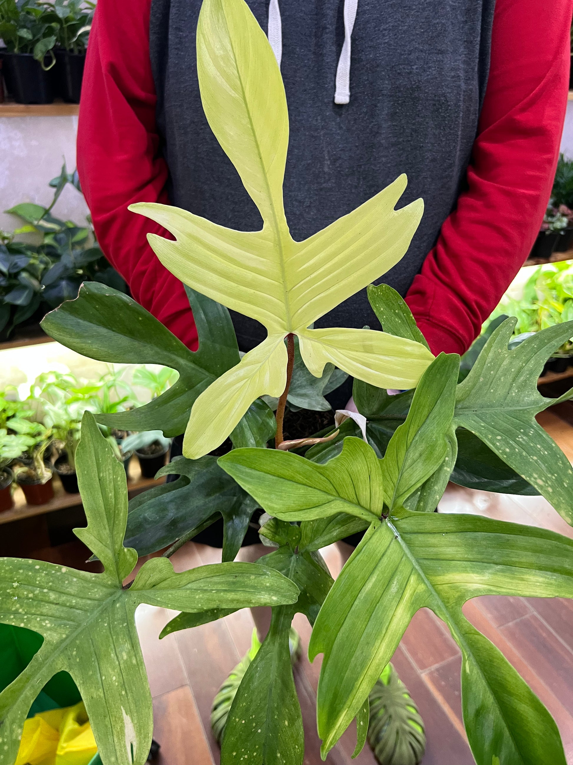 large old florida philodendron Philodendron Florida Ghost Care
