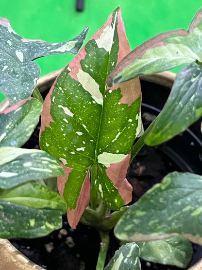 Syngonium Tricolour Red Spot