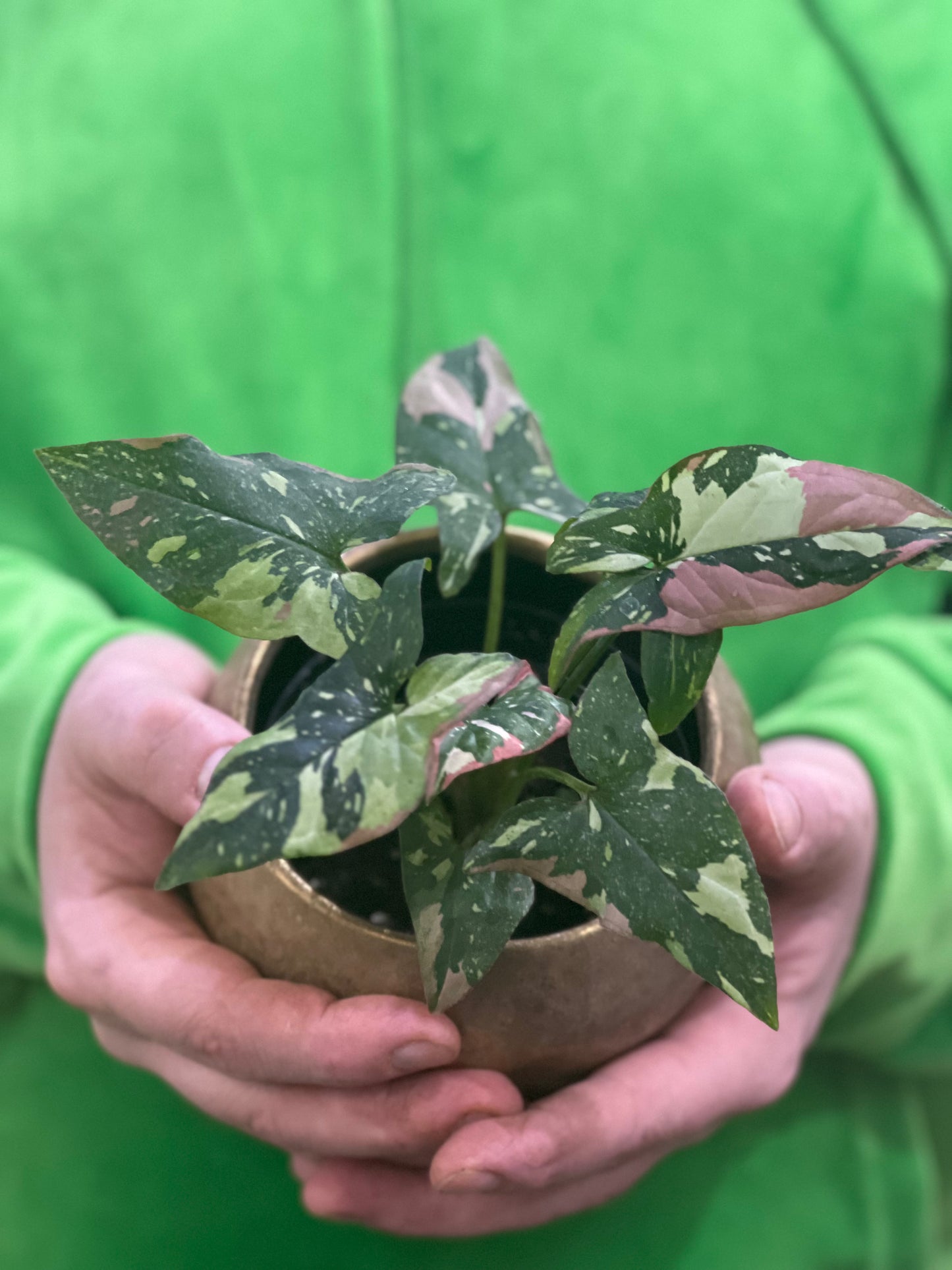 Syngonium Tricolour Red Spot