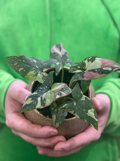 Syngonium Tricolour Red Spot
