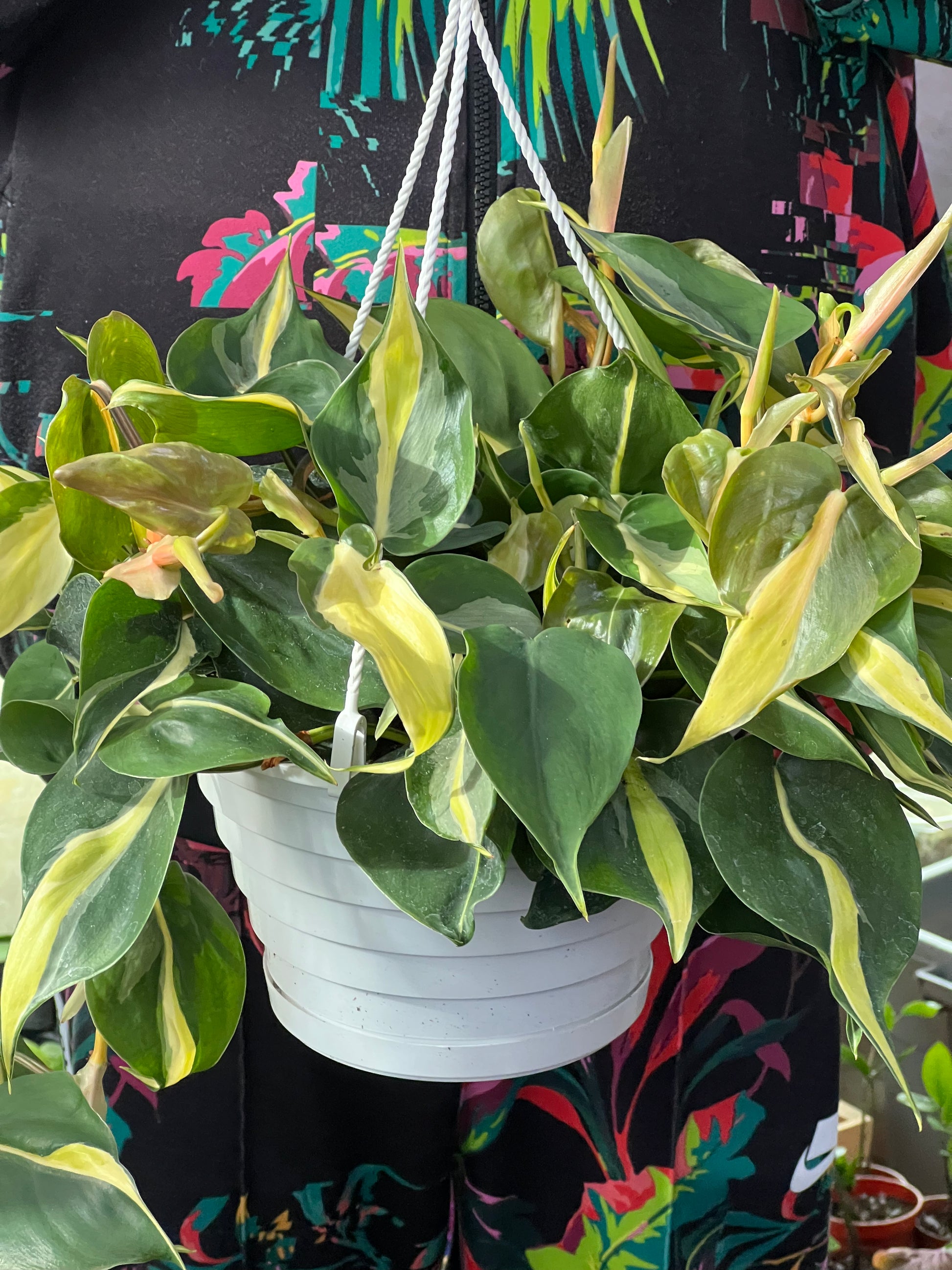 philodendron brazil vs rio Philodendron Rio Care