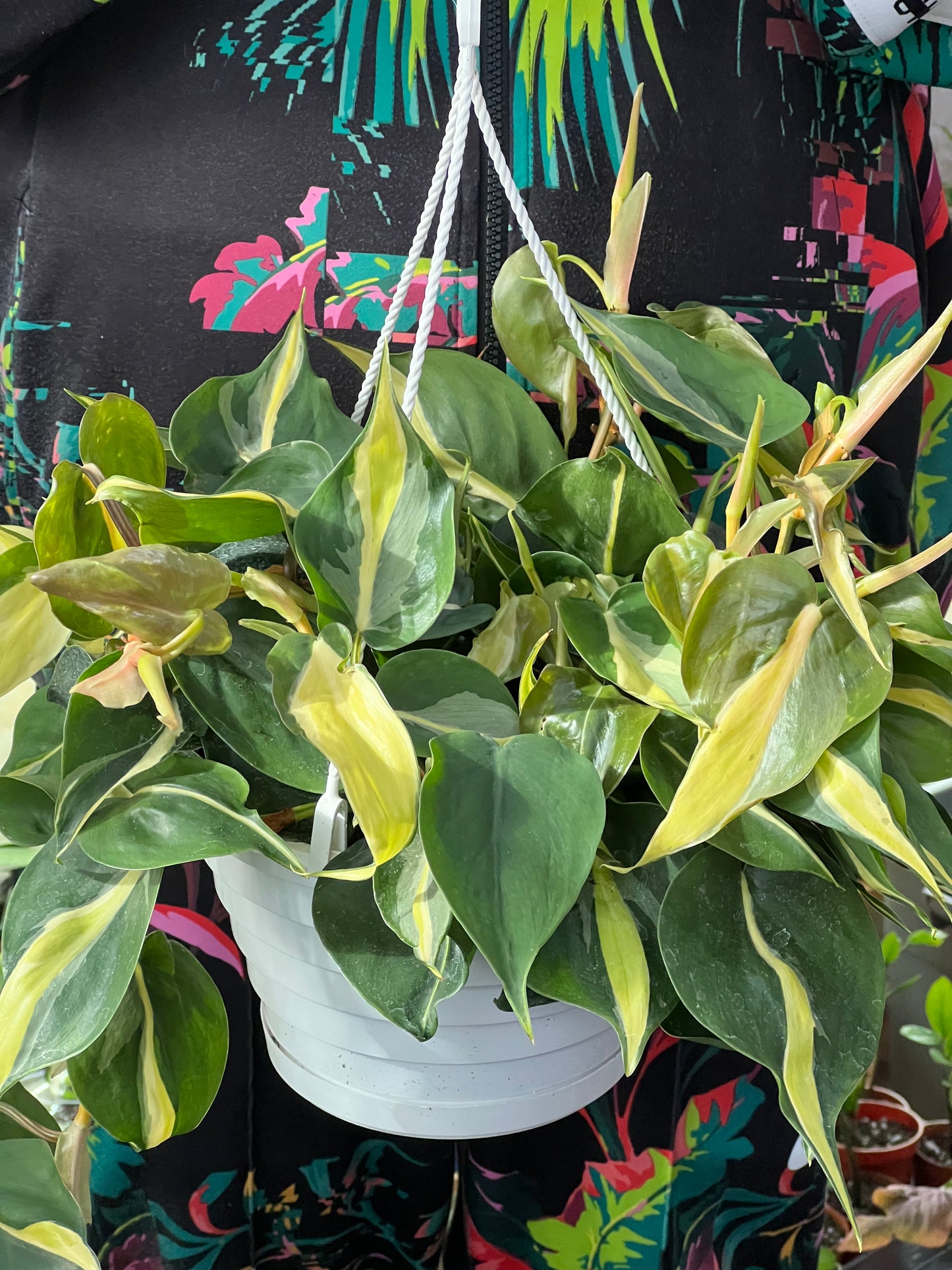 Philodendron Silver Stripe