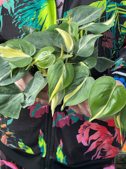 Philodendron Silver Stripe