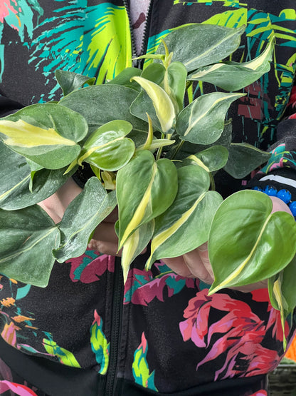 Philodendron Silver Stripe