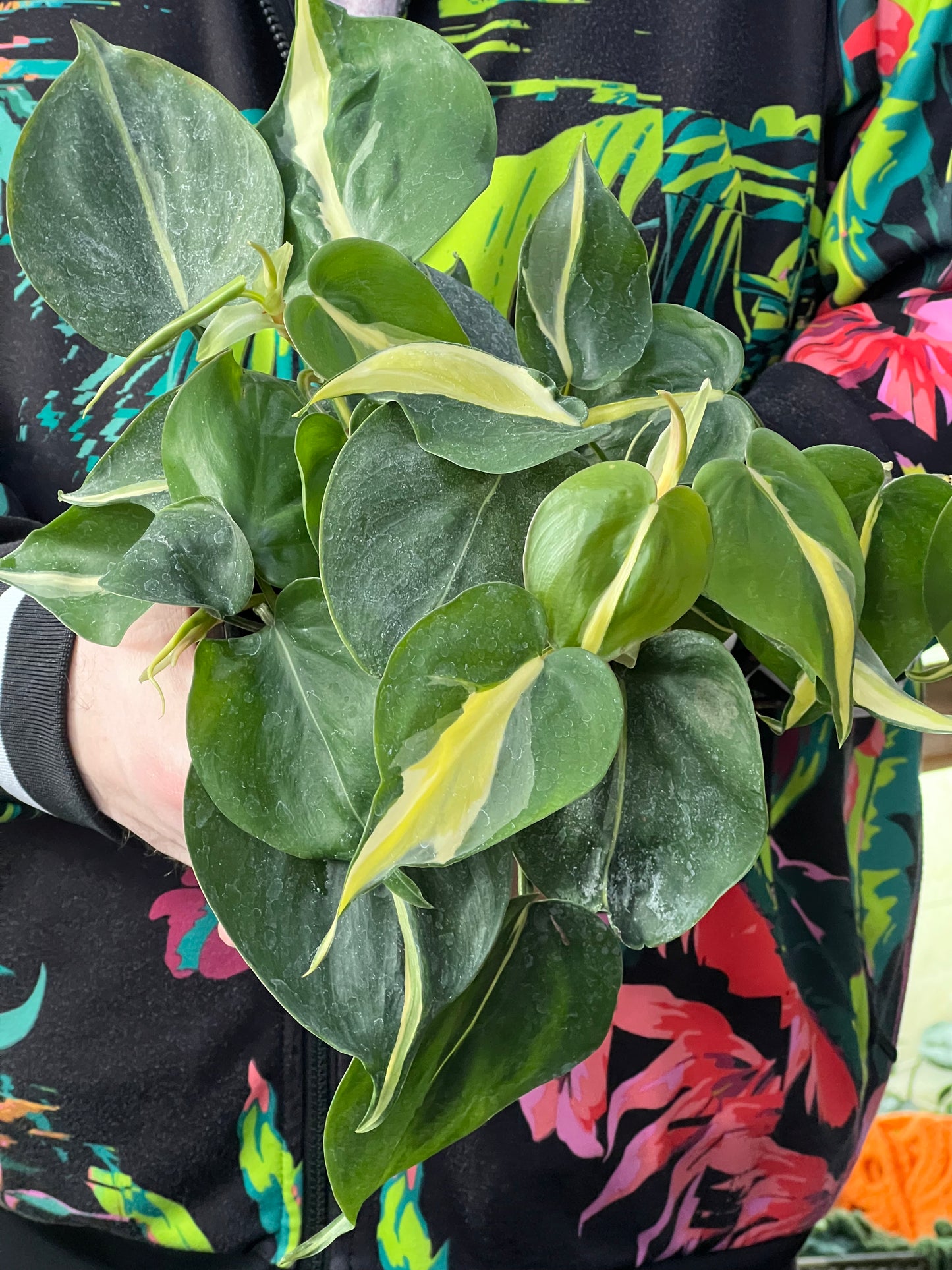 Philodendron Silver Stripe