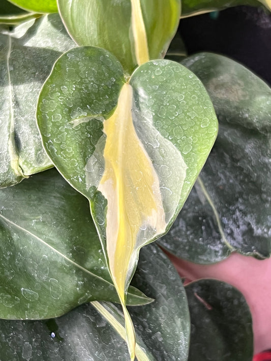 Philodendron Silver Stripe