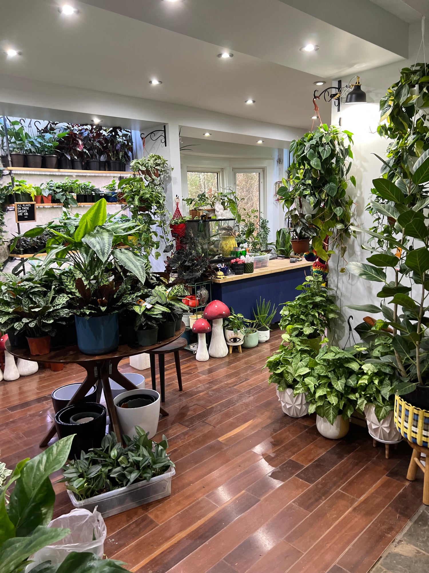 Inside of a plant shop in Waterloo Ontario