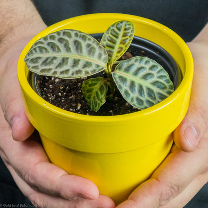 Labisia Turtle Back in a yellow pot held by a plant store owner