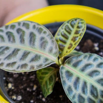 Labisia Turtle Back stems and leaves